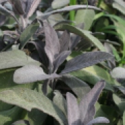 Not our purple sage