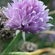 A chive flower on another plot