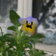 Our grumpy pansy.