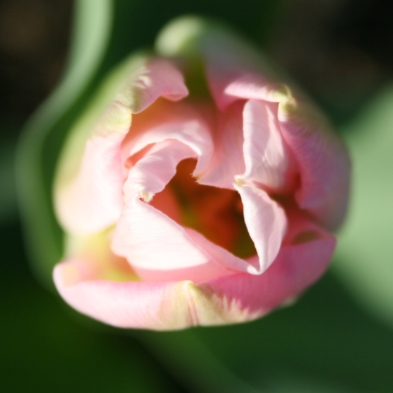 This is another of the tulips emerging from the girls' raised beds.