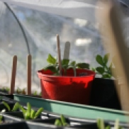 Some of the girls' sunflower seedlings are in the red pot
