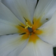 An opened tulip in the community gardens next to the allotments.